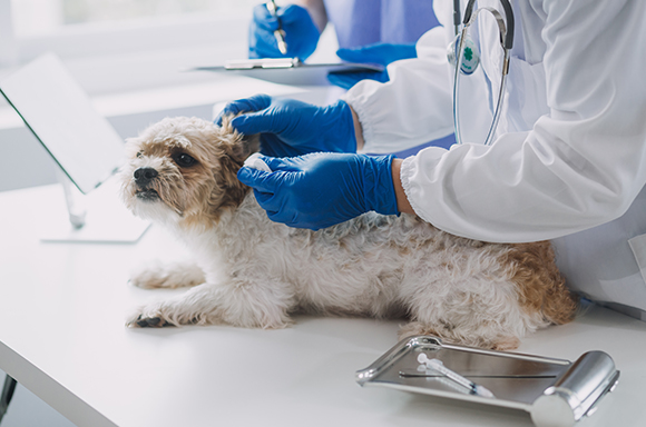 獣医師のイメージ