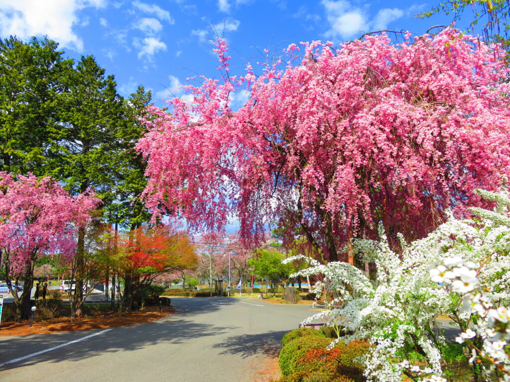 南箕輪村の桜