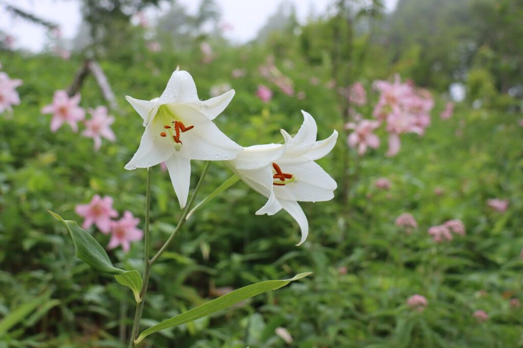 南箕輪村の花