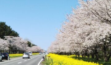 大潟村_桜並木