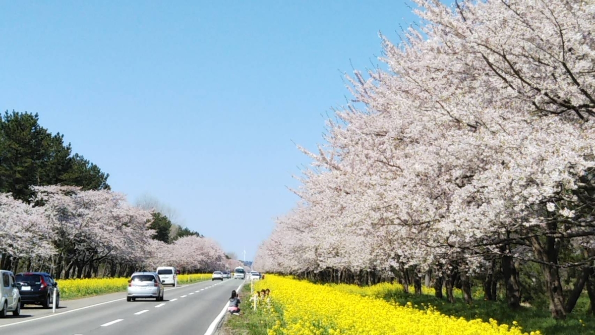 大潟村_桜並木