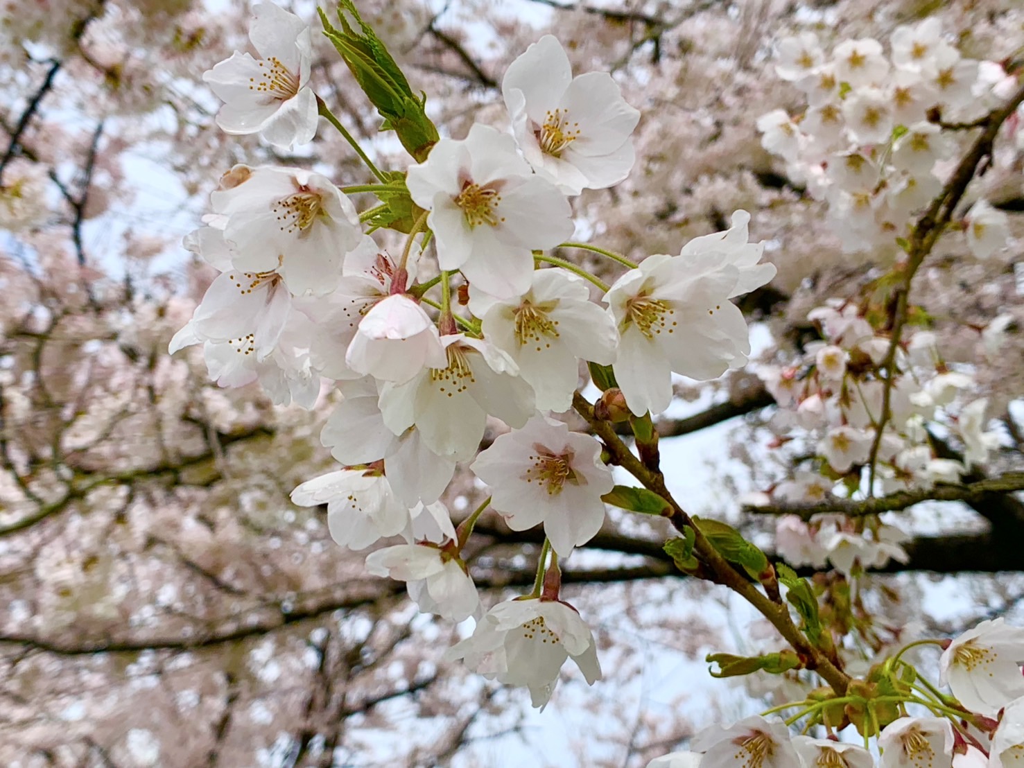 大潟村_満開の桜