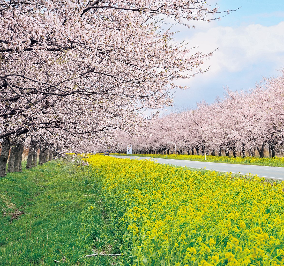 大潟村_菜の花ロードメイン