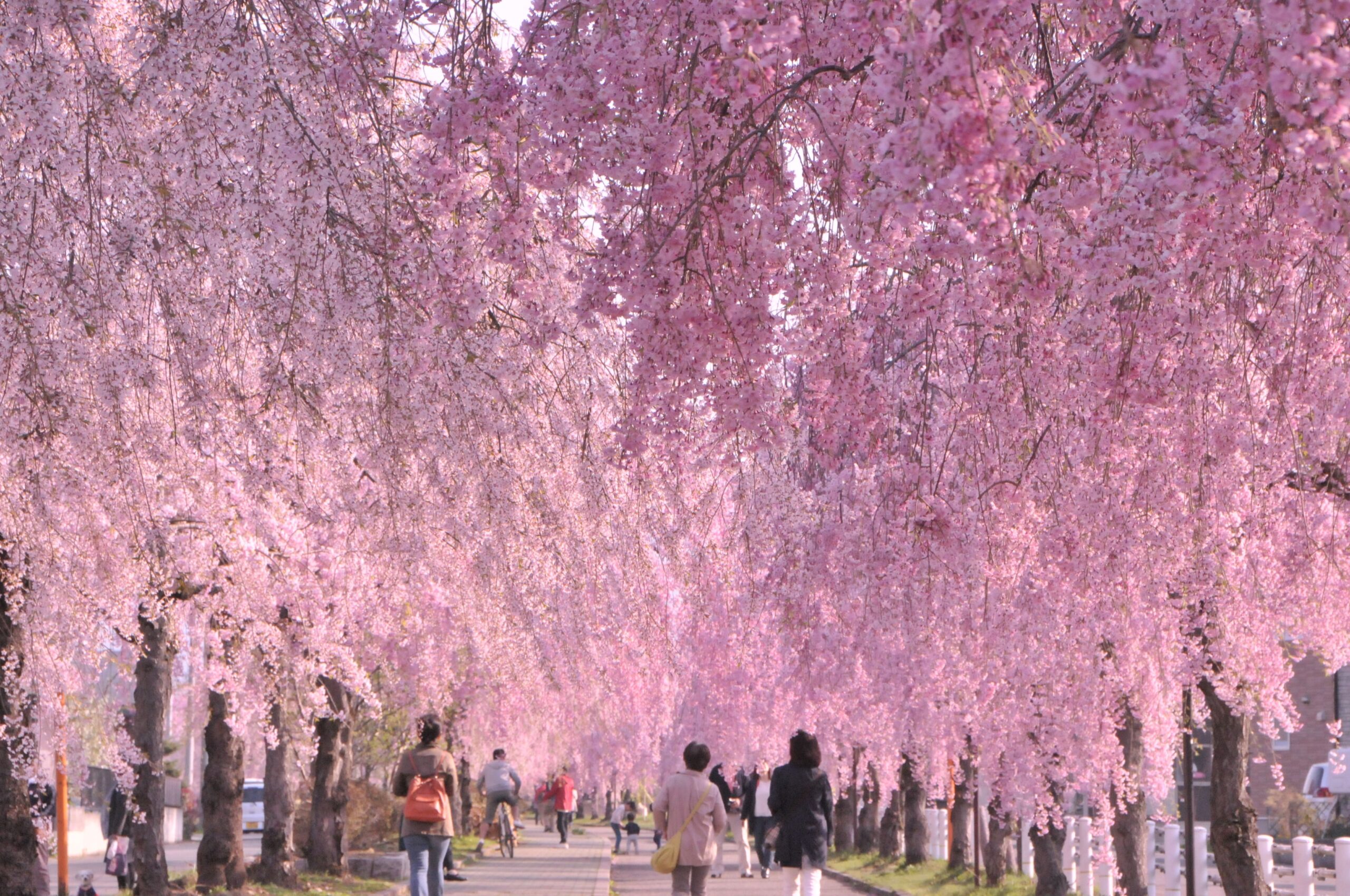 日中線しだれ桜並木（日中線記念自転車歩行者道）