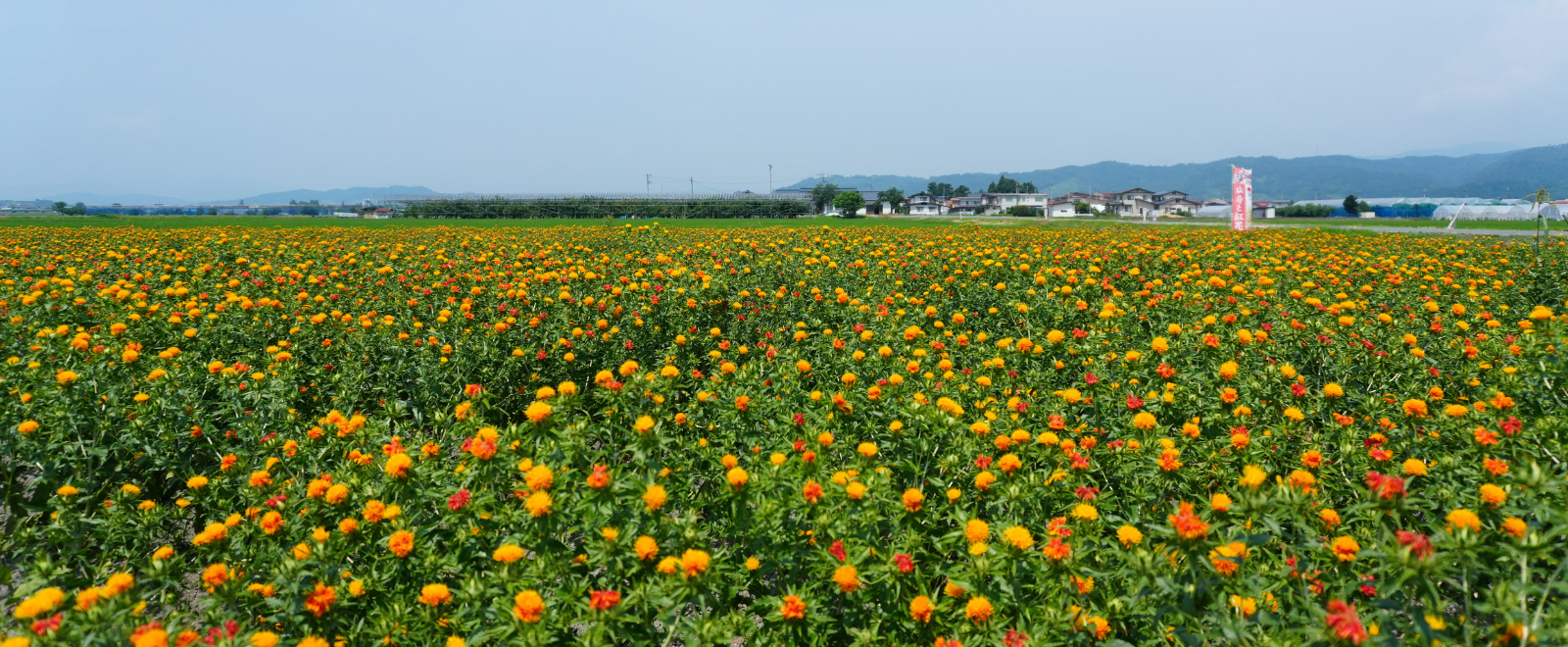 河北町の花畑